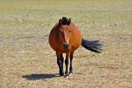 D:\DataFoto\Foto's - Reizen\2013-07-08 Mongolie\13 - Paardenkweker\MONG2310y.jpg