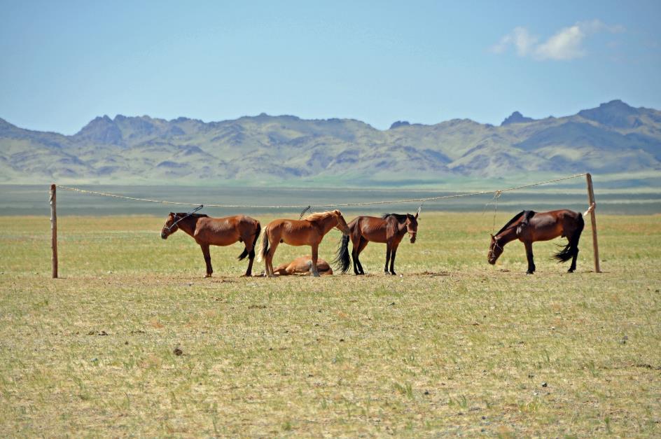 D:\DataFoto\Foto's - Reizen\2013-07-08 Mongolie\13 - Paardenkweker\MONG2313y.jpg