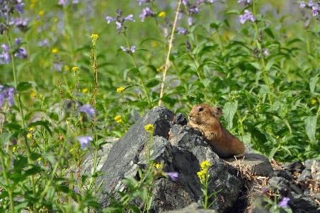 D:\DataFoto\Foto's - Reizen\2013-07-08 Mongolie\14 - Yolyn Am\MONG2503y.jpg