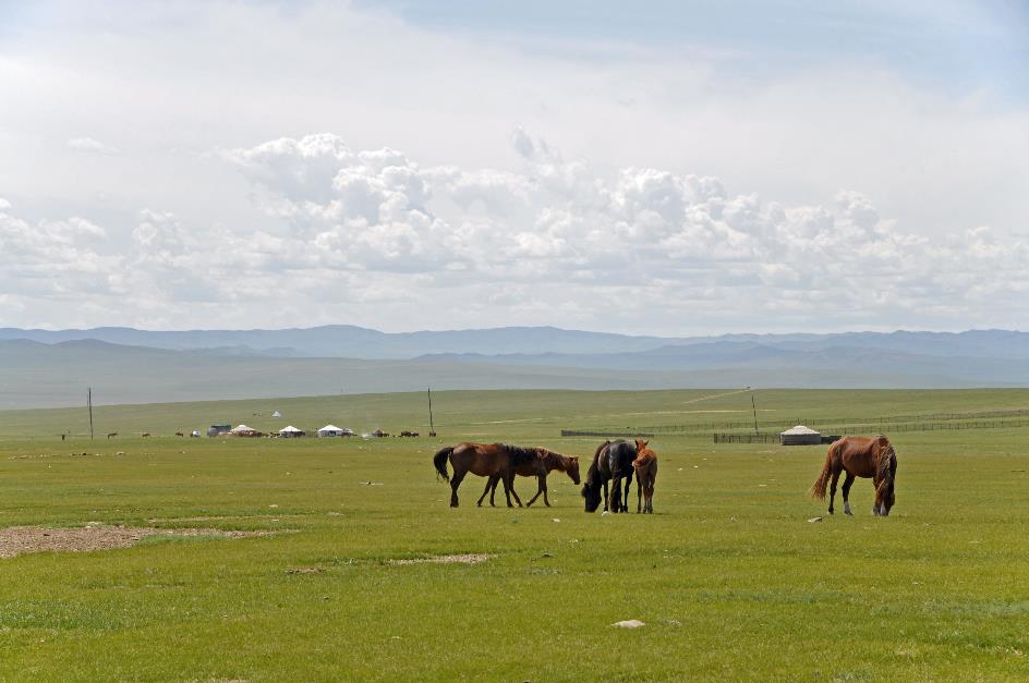 D:\DataFoto\Foto's - Reizen\2013-07-08 Mongolie\17 - Mandshir Khiid\MONG2865y.jpg