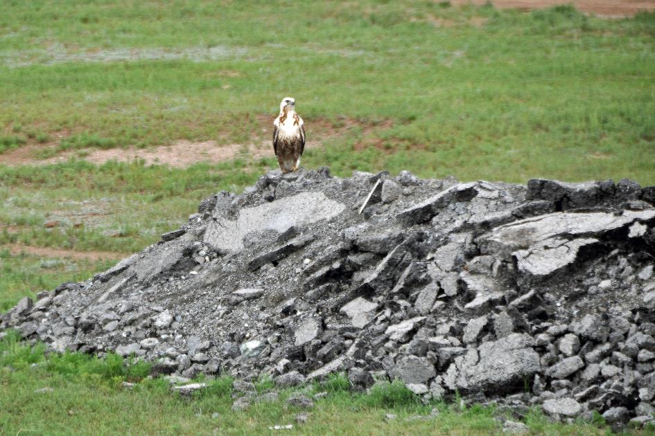 D:\DataFoto\Foto's - Reizen\2013-07-08 Mongolie\18 - Ovgon Khiid\MONG2979y.jpg