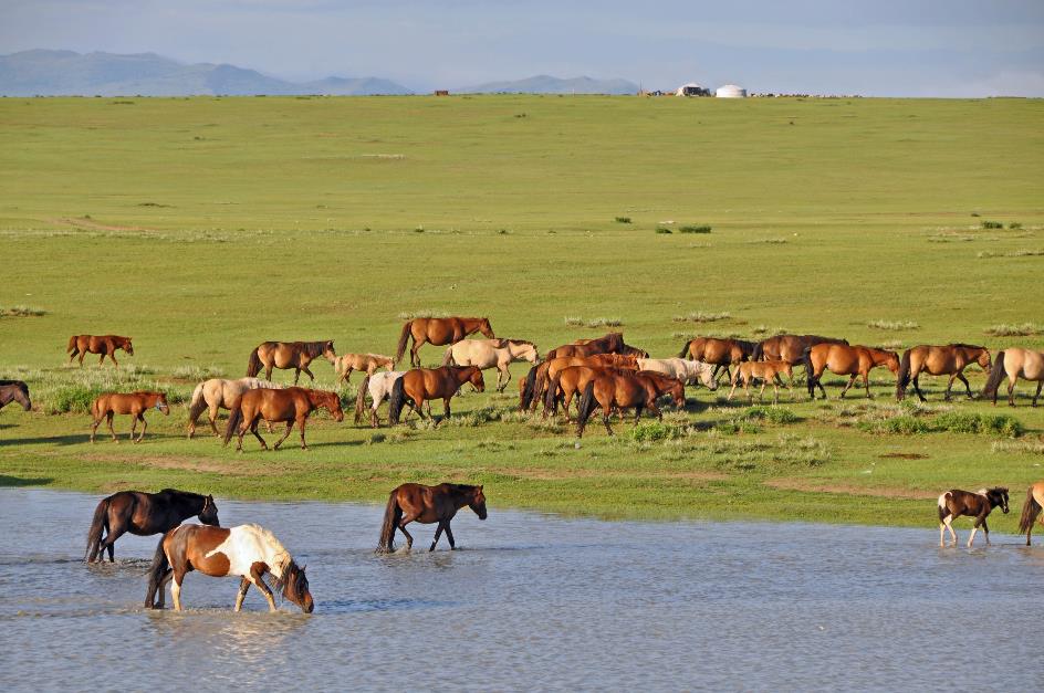 D:\DataFoto\Foto's - Reizen\2013-07-08 Mongolie\21 - Khustain\MONG3432y.jpg