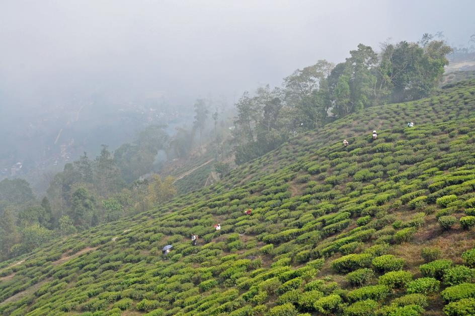 D:\DataFoto\Foto's - Reizen\2014-04-05 Darjeeling - Sikkim - Bhutan\01 Darjeeling\BHUT0390y.jpg