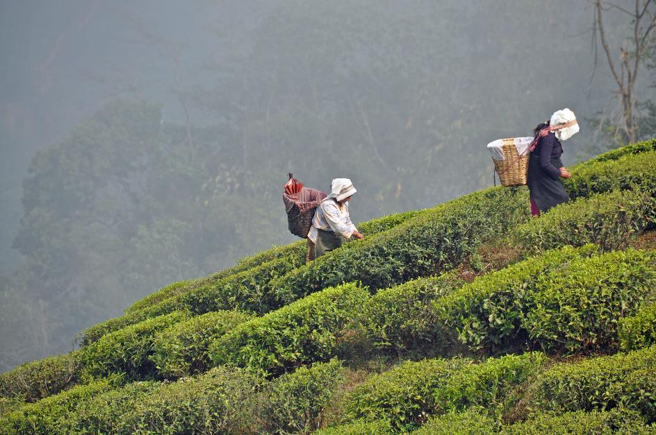 D:\DataFoto\Foto's - Reizen\2014-04-05 Darjeeling - Sikkim - Bhutan\01 Darjeeling\BHUT0384y.jpg