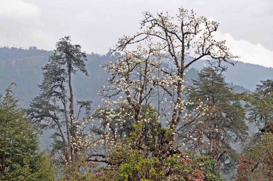 D:\DataFoto\Foto's - Reizen\2014-04-05 Darjeeling - Sikkim - Bhutan\09 Naar Bumthang\BHUT2252y.jpg