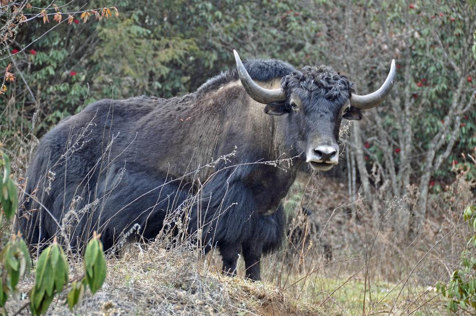 D:\DataFoto\Foto's - Reizen\2014-04-05 Darjeeling - Sikkim - Bhutan\09 Naar Bumthang\BHUT2255y.jpg