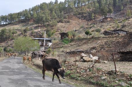 D:\DataFoto\Foto's - Reizen\2014-04-05 Darjeeling-Sikkim-Bhutan\10 Bumthang\10 Werkmap\BHUT2305.JPG