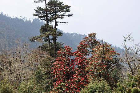 D:\DataFoto\Foto's - Reizen\2014-04-05 Darjeeling-Sikkim-Bhutan\11 Naar Trongsa\11 Werkmap\BHUT2567x.jpg