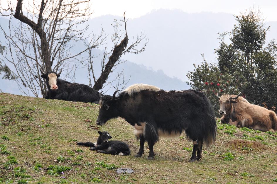 D:\DataFoto\Foto's - Reizen\2014-04-05 Darjeeling-Sikkim-Bhutan\11 Naar Trongsa\11 Werkmap\BHUT2589x.jpg