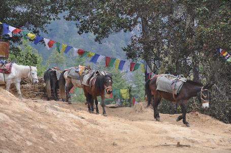 D:\DataFoto\Foto's - Reizen\2014-04-05 Darjeeling-Sikkim-Bhutan\16 Paro\16 Werkmap\BHUT3155.JPG