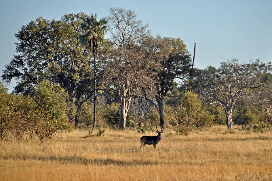 D:\DataFoto\Foto's - Reizen\2014-07-09 Victoria Falls\03 Hwange Safari 1V\Best Of\VICT0133y.jpg