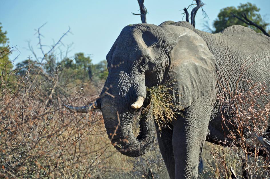 D:\DataFoto\Foto's - Reizen\2014-07-09 Victoria Falls\03 Hwange Safari 1V\Best Of\VICT0158y.jpg