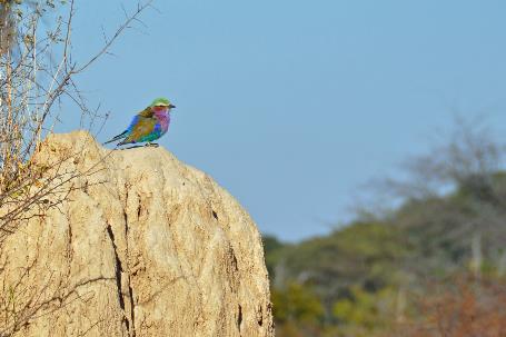 D:\DataFoto\Foto's - Reizen\2014-07-09 Victoria Falls\03 Hwange Safari 1V\Best Of\VICT0174y.jpg