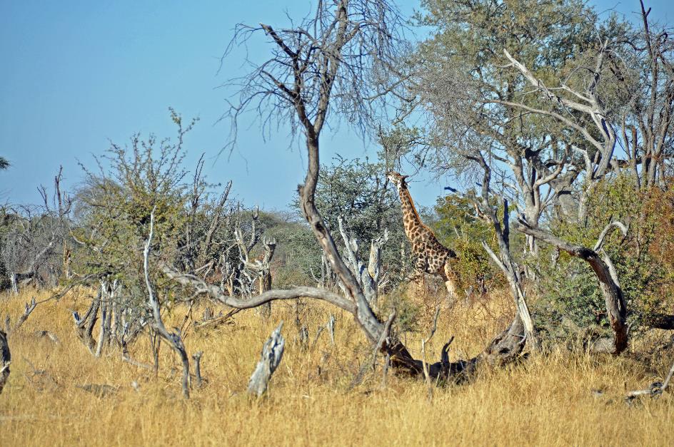 D:\DataFoto\Foto's - Reizen\2014-07-09 Victoria Falls\03 Hwange Safari 1V\Best Of\VICT0197y.jpg