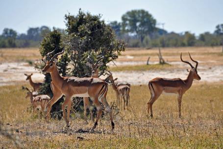 D:\DataFoto\Foto's - Reizen\2014-07-09 Victoria Falls\03 Hwange Safari 1V\Best Of\VICT0371y.jpg