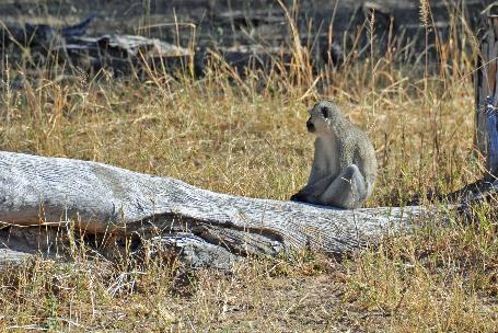 D:\DataFoto\Foto's - Reizen\2014-07-09 Victoria Falls\03 Hwange Safari 1V\Best Of\VICT0213y.jpg