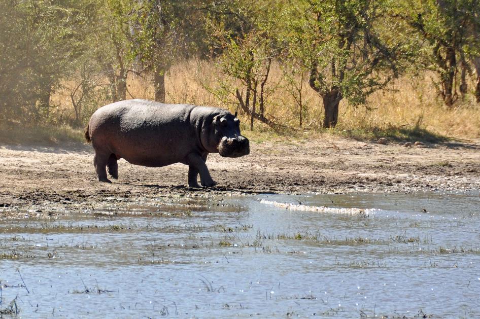 D:\DataFoto\Foto's - Reizen\2014-07-09 Victoria Falls\03 Hwange Safari 1V\Best Of\VICT0392y.jpg