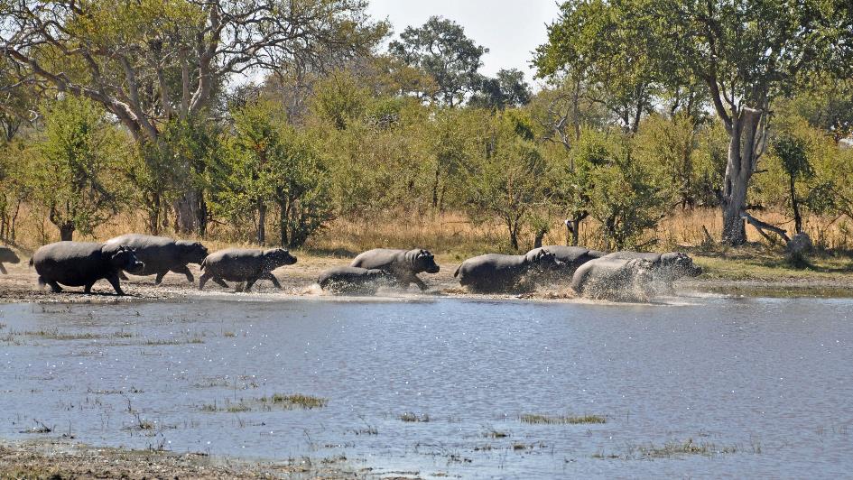 D:\DataFoto\Foto's - Reizen\2014-07-09 Victoria Falls\03 Hwange Safari 1V\Best Of\VICT0387b.jpg