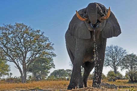 D:\DataFoto\Foto's - Reizen\2014-07-09 Victoria Falls\04 Hwange Safari 1N\Best Of\VICT0471y.jpg