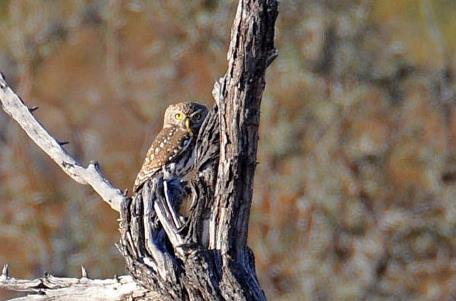 D:\DataFoto\Foto's - Reizen\2014-07-09 Victoria Falls\04 Hwange Safari 1N\Best Of\VICT0524y.jpg