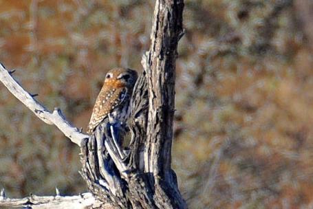 D:\DataFoto\Foto's - Reizen\2014-07-09 Victoria Falls\04 Hwange Safari 1N\Best Of\VICT0528y.jpg