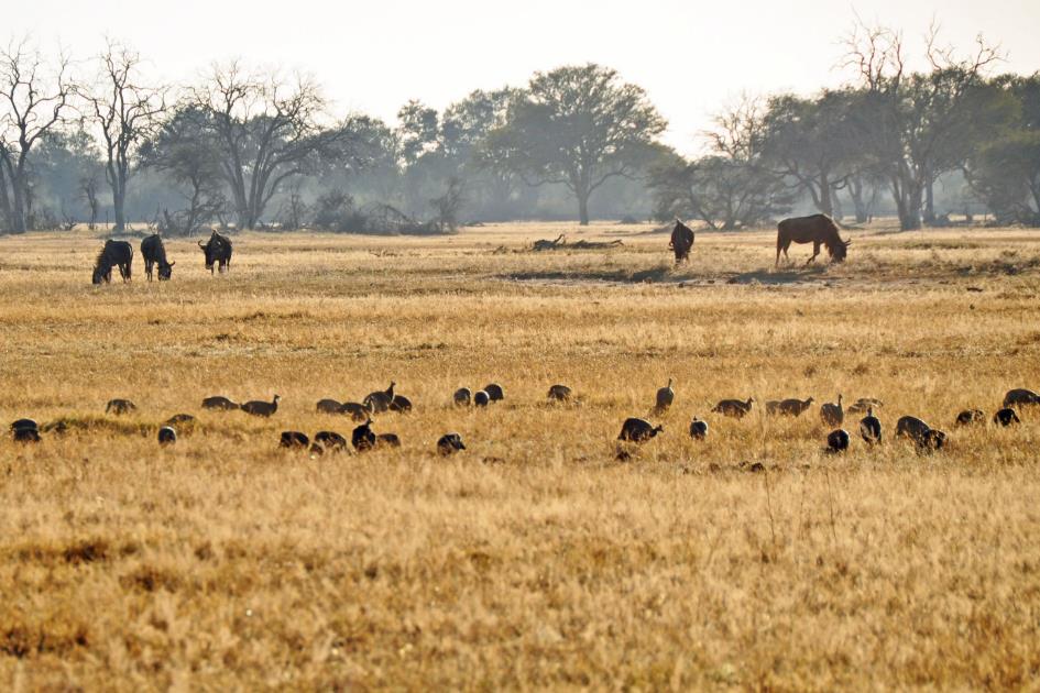 D:\DataFoto\Foto's - Reizen\2014-07-09 Victoria Falls\05 Hwange Safari 2V\Best Of\VICT0634y.jpg