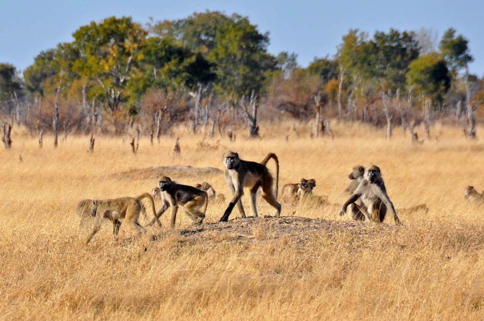 D:\DataFoto\Foto's - Reizen\2014-07-09 Victoria Falls\05 Hwange Safari 2V\Best Of\VICT0702y.jpg