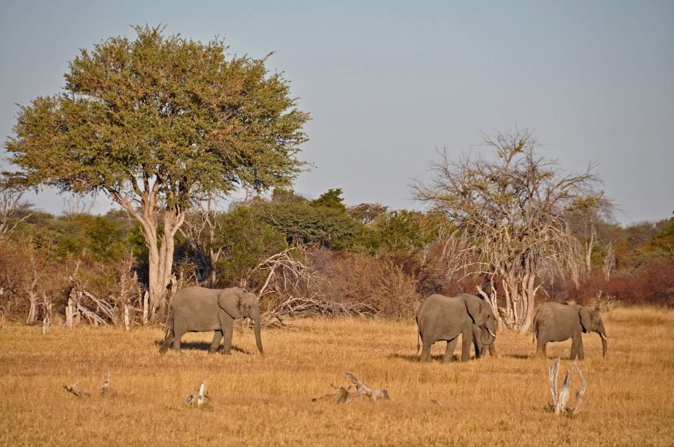 D:\DataFoto\Foto's - Reizen\2014-07-09 Victoria Falls\06 Hwange Safari 2N\Best Of\VICT0889y.jpg