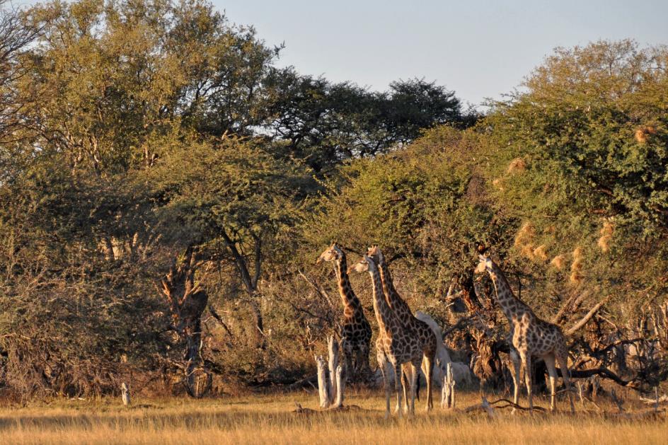 D:\DataFoto\Foto's - Reizen\2014-07-09 Victoria Falls\06 Hwange Safari 2N\Best Of\VICT0920y.jpg