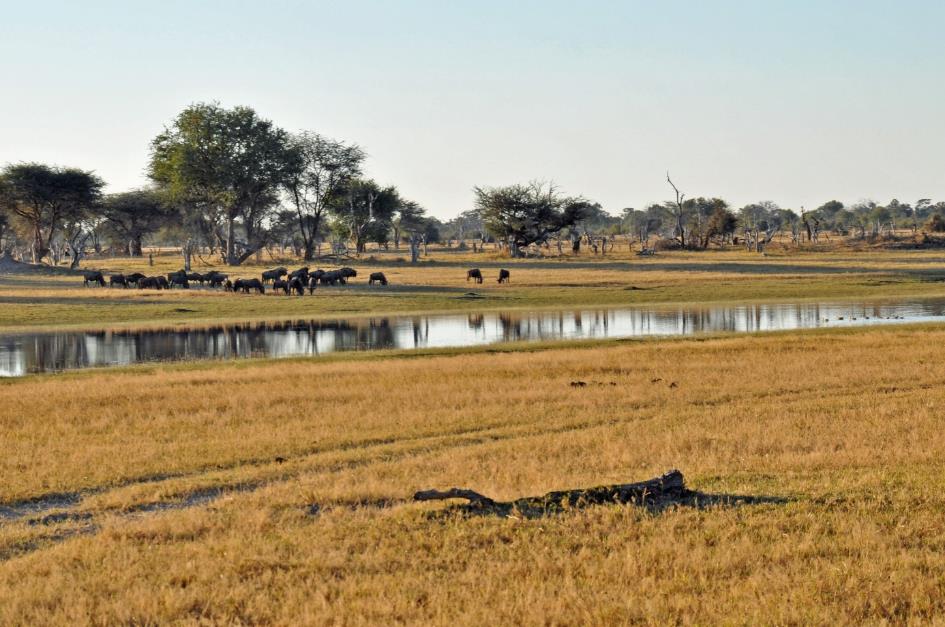 D:\DataFoto\Foto's - Reizen\2014-07-09 Victoria Falls\06 Hwange Safari 2N\Best Of\VICT0924y.jpg