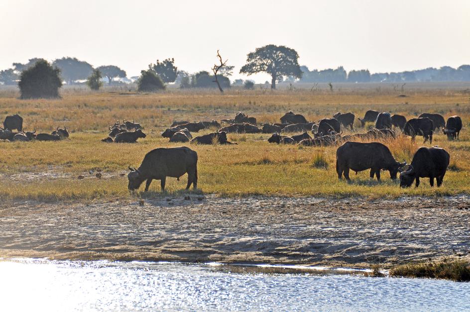 D:\DataFoto\Foto's - Reizen\2014-07-09 Victoria Falls\13 Chobe Safari 3N\Best Of\VICT2442y.jpg