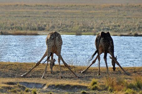 D:\DataFoto\Foto's - Reizen\2014-07-09 Victoria Falls\13 Chobe Safari 3N\Best Of\VICT2447y.jpg