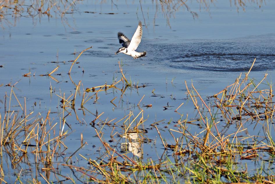 D:\DataFoto\Foto's - Reizen\2014-07-09 Victoria Falls\08 Chobe Boot 1N\Best Of\VICT1262y.jpg