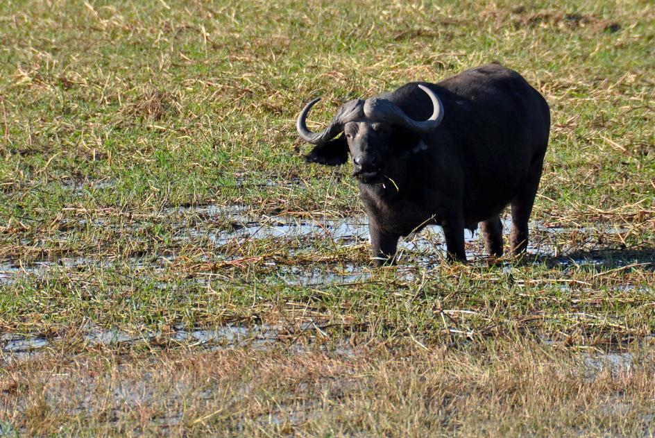 D:\DataFoto\Foto's - Reizen\2014-07-09 Victoria Falls\08 Chobe Boot 1N\Best Of\VICT1166y.jpg