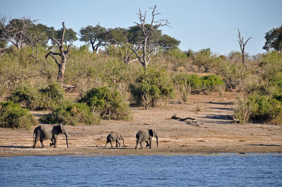 D:\DataFoto\Foto's - Reizen\2014-07-09 Victoria Falls\08 Chobe Boot 1N\Best Of\VICT1195y.jpg