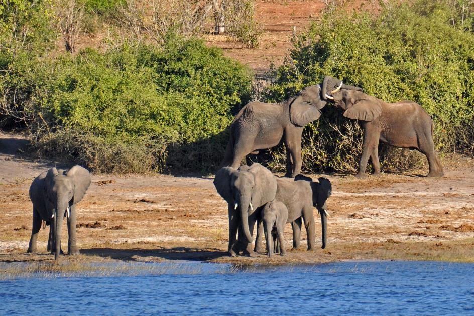 D:\DataFoto\Foto's - Reizen\2014-07-09 Victoria Falls\08 Chobe Boot 1N\Best Of\VICT1203y.jpg