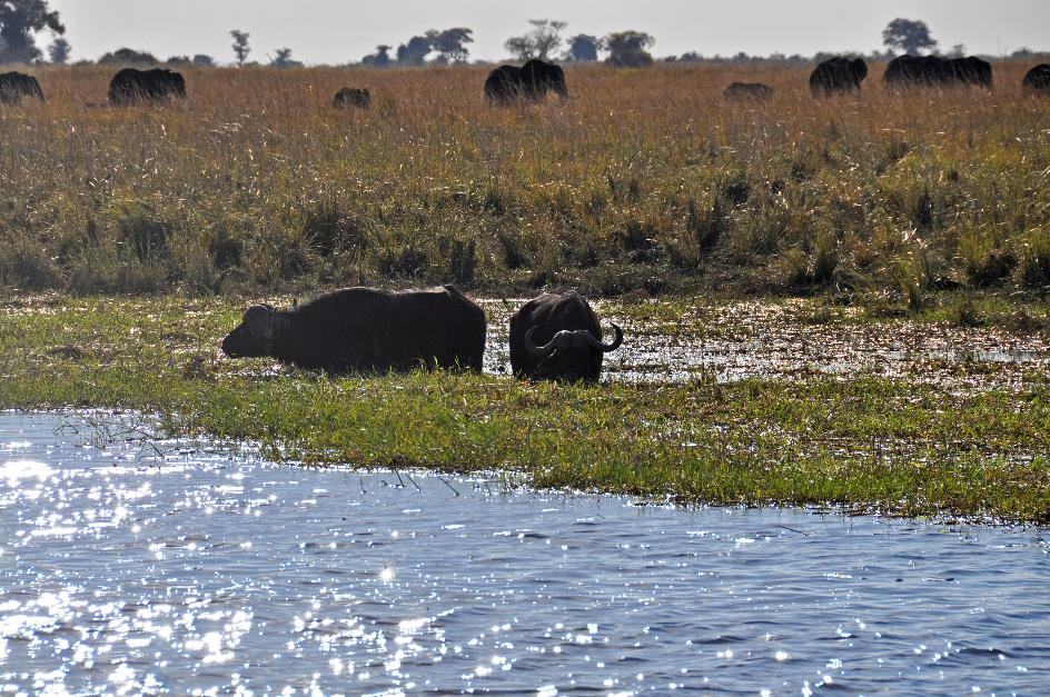 D:\DataFoto\Foto's - Reizen\2014-07-09 Victoria Falls\08 Chobe Boot 1N\Best Of\VICT1189y.jpg