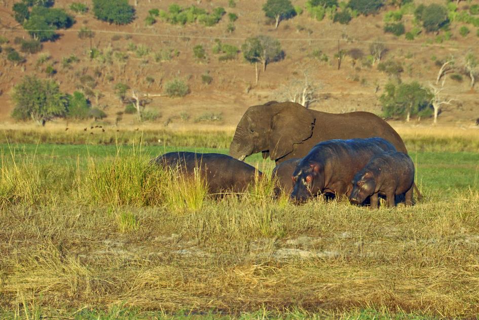 D:\DataFoto\Foto's - Reizen\2014-07-09 Victoria Falls\08 Chobe Boot 1N\Best Of\VICT1330y.jpg