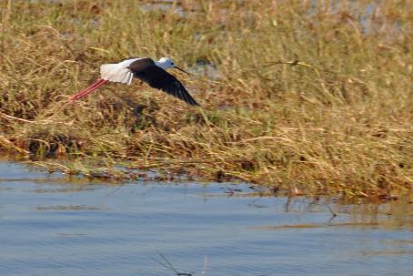 D:\DataFoto\Foto's - Reizen\2014-07-09 Victoria Falls\08 Chobe Boot 1N\Best Of\VICT1172y.jpg