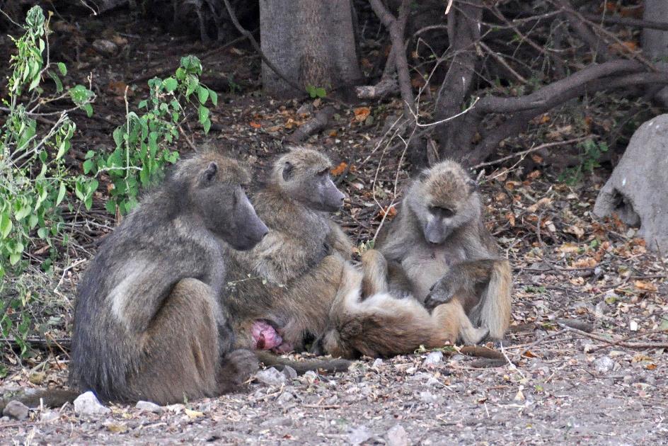 D:\DataFoto\Foto's - Reizen\2014-07-09 Victoria Falls\09 Chobe Safari 2V\Best Of\VICT1377y.jpg