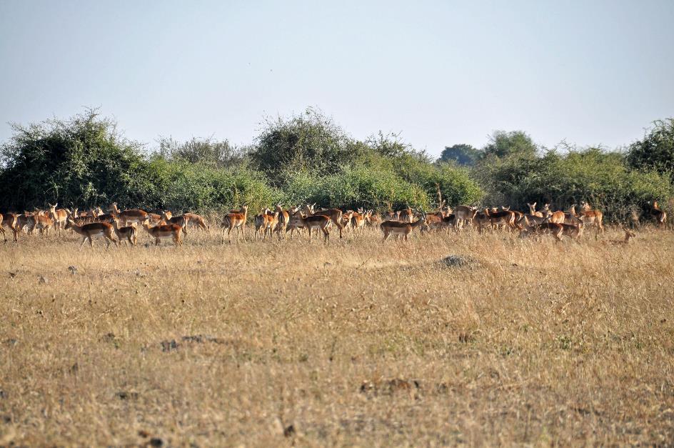 D:\DataFoto\Foto's - Reizen\2014-07-09 Victoria Falls\09 Chobe Safari 2V\Best Of\VICT1455y.jpg