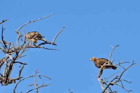 D:\DataFoto\Foto's - Reizen\2014-07-09 Victoria Falls\09 Chobe Safari 2V\Best Of\VICT1552y.jpg