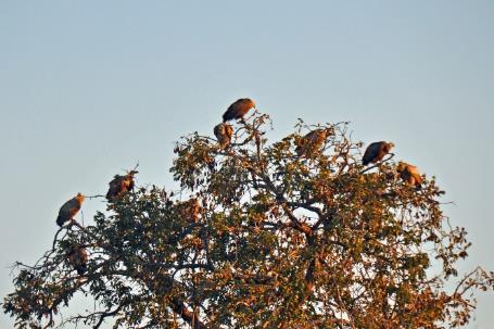 D:\DataFoto\Foto's - Reizen\2014-07-09 Victoria Falls\09 Chobe Safari 2V\Best Of\VICT1405y.jpg