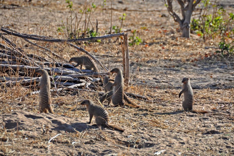 D:\DataFoto\Foto's - Reizen\2014-07-09 Victoria Falls\09 Chobe Safari 2V\Best Of\VICT1573y.jpg