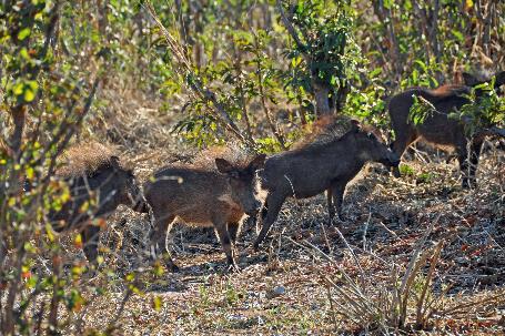 D:\DataFoto\Foto's - Reizen\2014-07-09 Victoria Falls\09 Chobe Safari 2V\Best Of\VICT1649y.jpg