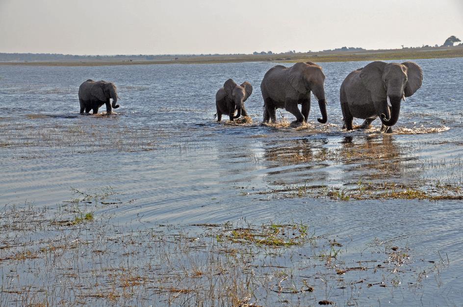 D:\DataFoto\Foto's - Reizen\2014-07-09 Victoria Falls\11 Chobe Safari 2N\Best Of\VICT1775y.jpg