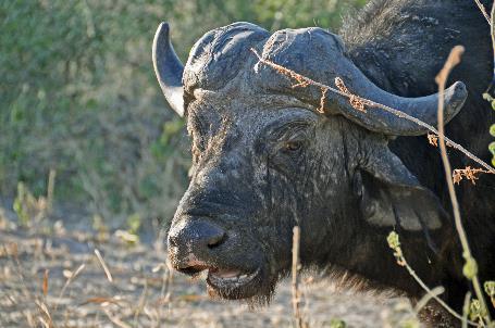 D:\DataFoto\Foto's - Reizen\2014-07-09 Victoria Falls\11 Chobe Safari 2N\Best Of\VICT1877y.jpg