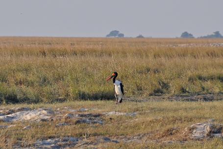 D:\DataFoto\Foto's - Reizen\2014-07-09 Victoria Falls\11 Chobe Safari 2N\Best Of\VICT1923y.jpg