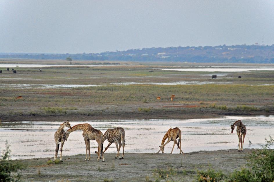 D:\DataFoto\Foto's - Reizen\2014-07-09 Victoria Falls\11 Chobe Safari 2N\Best Of\VICT1961y0.jpg