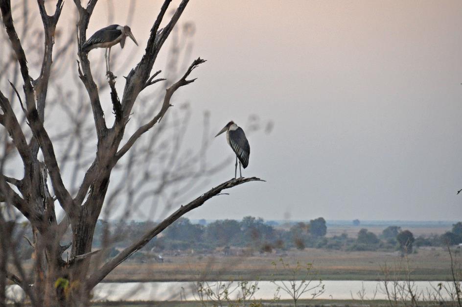 D:\DataFoto\Foto's - Reizen\2014-07-09 Victoria Falls\11 Chobe Safari 2N\Best Of\VICT1981y.jpg